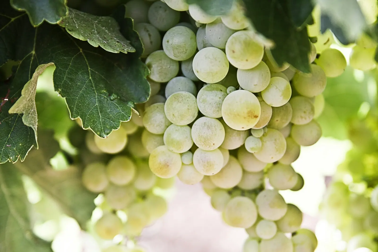 A cluster of pale grapes backlit on the vine